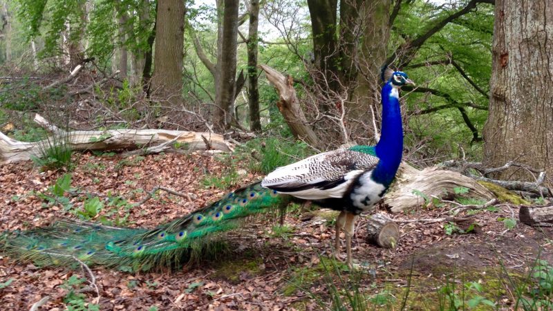 peacocks at Lulworth Castle ©The Pink House Lulworth holiday home accommodation