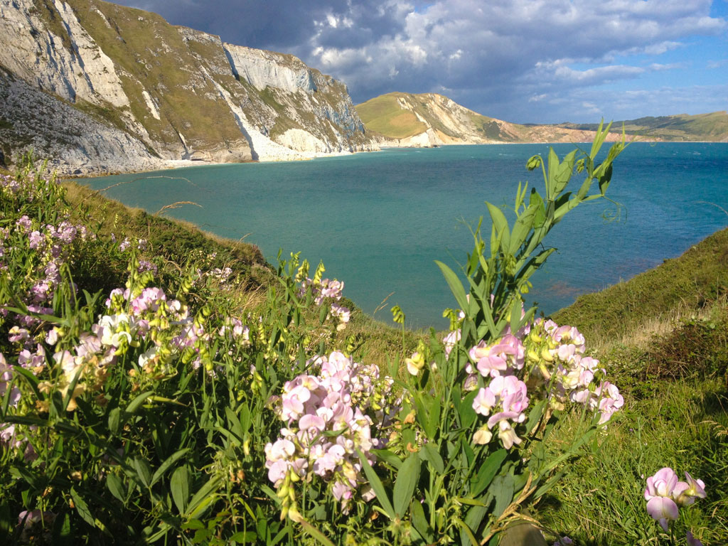 wild sweet peas growing at Mupe Bay Dorset by The Pink house Lulworth