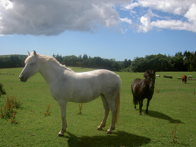 Lulworth Equestrian Centre is very close by The Pink House so perfect for exploring the surrounding countryside on horseback